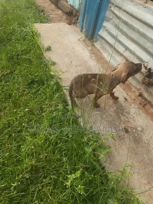 Mbwa wa Kike Mchanganyiko wa Rottweiler (Miezi 1-3) - 1