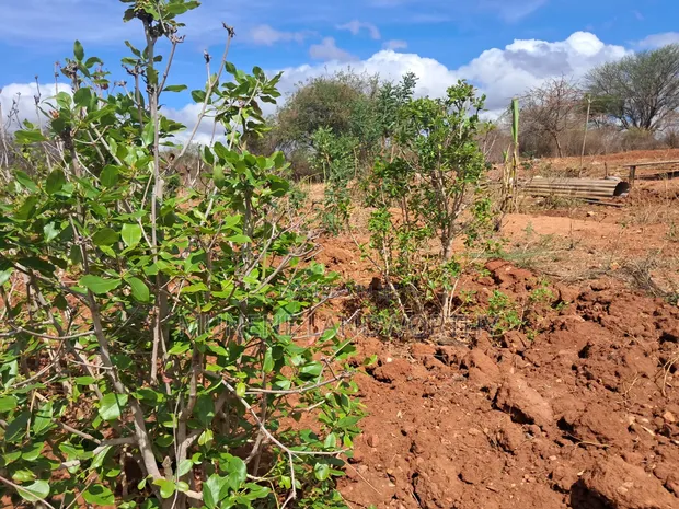 Embu County Mariari 10 Acres Agricultural Farmland - 1