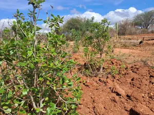Embu County Mariari 10 Acres Agricultural Farmland