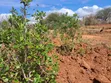 Embu County Mariari 10 Acres Agricultural Farmland - 1