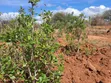 Embu County Mariari 10 Acres Agricultural Farmland - 2