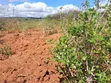 Embu County Mariari 10 Acres Agricultural Farmland - 3