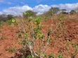 Embu County Mariari 10 Acres Agricultural Farmland - 5