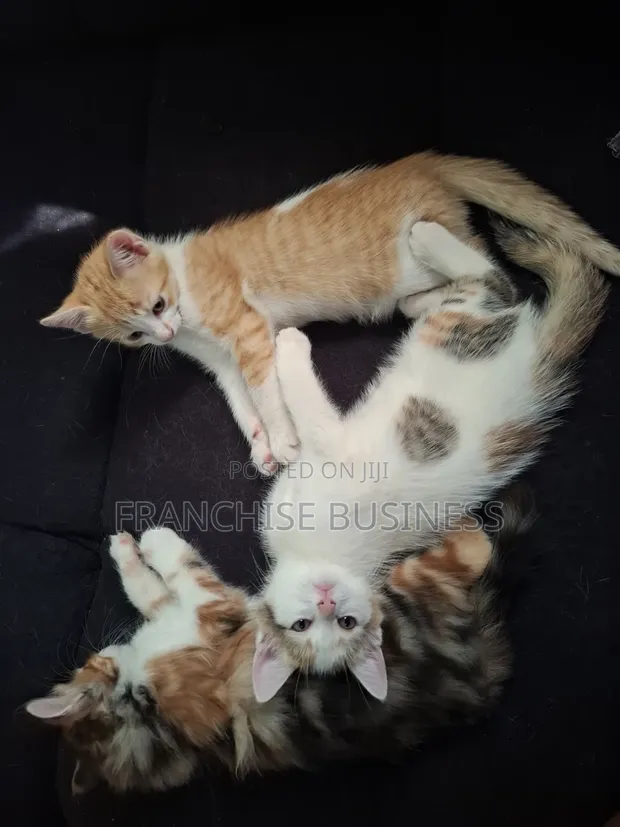 Female Mixed Breed Cat - 1-3 Months Old - 1