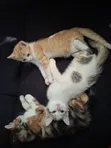 Female Mixed Breed Cat - 1-3 Months Old - 1