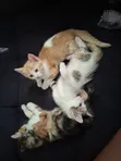 Female Mixed Breed Cat - 1-3 Months Old - 2
