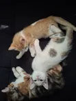 Female Mixed Breed Cat - 1-3 Months Old - 3