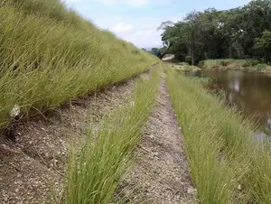 Vetiver Grass Slips for Soil & Water Conservation