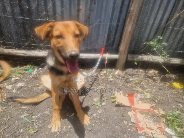 Mbwa wa Kiume wa Mchanganyiko wa German Shepherd wa Miezi 7 - 1