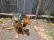 Mbwa wa Kiume wa Mchanganyiko wa German Shepherd wa Miezi 7 - 2