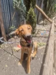 Mbwa wa Kiume wa Mchanganyiko wa German Shepherd wa Miezi 7 - 3