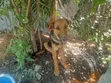 Mbwa wa Kiume wa Mchanganyiko wa German Shepherd wa Miezi 7 - 4
