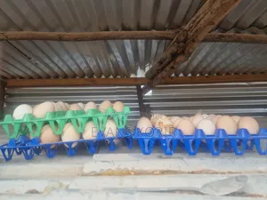 Fertilized Kienyeji & Sasso Chicken Eggs