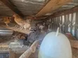Mayai Mabichi ya Kienyeji na Sasso - 3