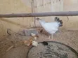 Mayai Mabichi ya Kienyeji na Sasso - 4
