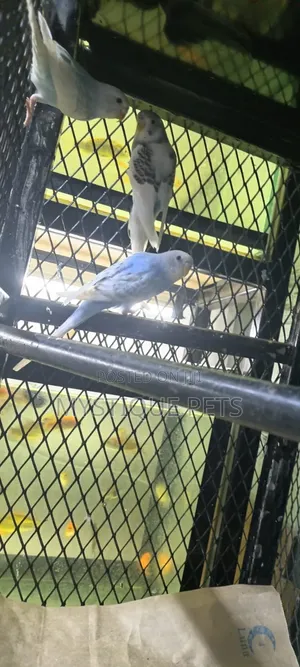 Budgerigar Mchanga (Jike)