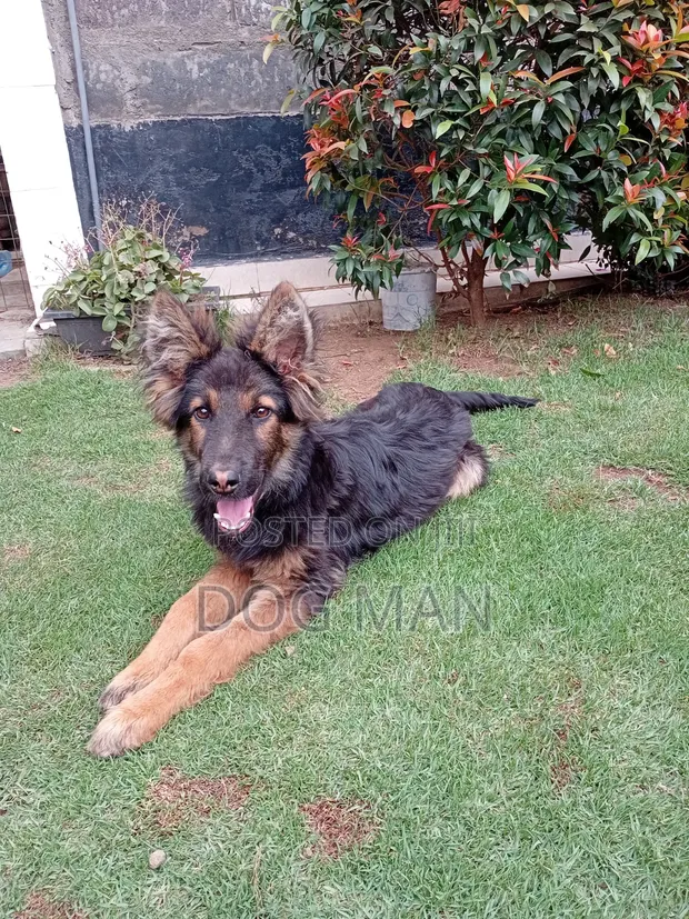 3-6 Month Male Purebred German Shepherd - 1