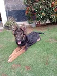 3-6 Month Male Purebred German Shepherd - 1