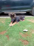 3-6 Month Male Purebred German Shepherd - 2