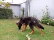 3-6 Month Male Purebred German Shepherd - 3