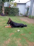 3-6 Month Male Purebred German Shepherd - 4