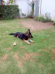 3-6 Month Male Purebred German Shepherd - 5