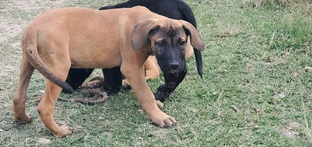 Purebred Boerboel Puppies - 1-3 Months Male - 1