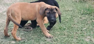 Purebred Boerboel Puppies - 1-3 Months Male