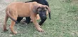 Purebred Boerboel Puppies - 1-3 Months Male - 1