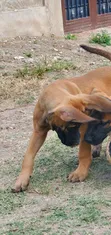 Purebred Boerboel Puppies - 1-3 Months Male - 2