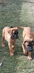 Purebred Boerboel Puppies - 1-3 Months Male - 3