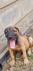 Purebred Boerboel Puppies - 1-3 Months Male - 4