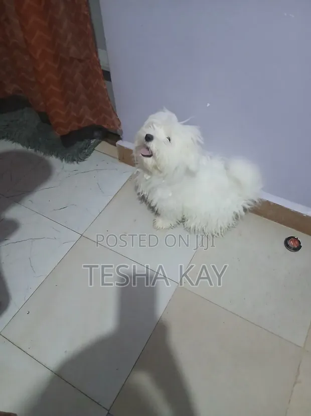 Purebred Maltese Puppy (3-6 Months) - 1
