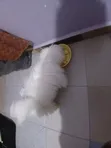 Purebred Maltese Puppy (3-6 Months) - 2