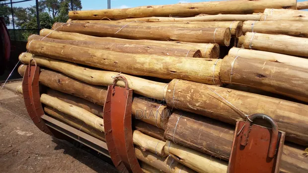 Fencing Posts and Transmission Poles (Used) - 1