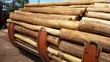 Fencing Posts and Transmission Poles (Used) - 1
