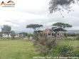 Prime Residential Plots - Cottage Estate, Kiamunyi, Nakuru - 1