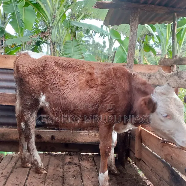 Fleckvieh Heifer - 1