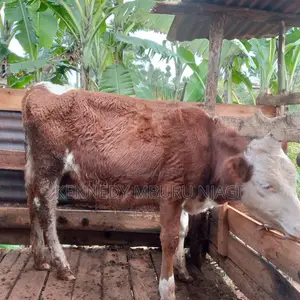 Fleckvieh Heifer
