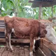 Fleckvieh Heifer - 1