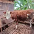 Fleckvieh Heifer - 2