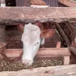 Fleckvieh Heifer - 3