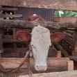 Fleckvieh Heifer - 4