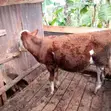 Fleckvieh Heifer - 5