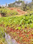 Residential Plot for Sale in Ruaka Njoro - 3