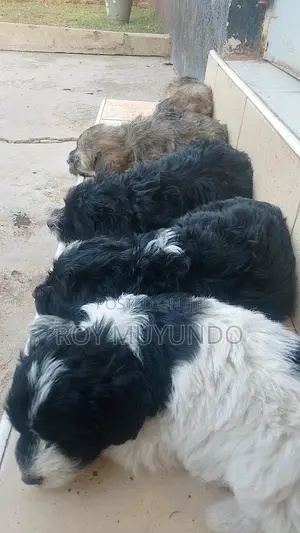 Mbwa Mchanganyiko wa Australian Terrier, Kiume, Miezi 1-3