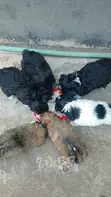 Mbwa Mchanganyiko wa Australian Terrier, Kiume, Miezi 1-3 - 2