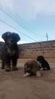 Mbwa Mchanganyiko wa Australian Terrier, Kiume, Miezi 1-3 - 3
