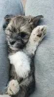 Mbwa Mchanganyiko wa Australian Terrier, Kiume, Miezi 1-3 - 4