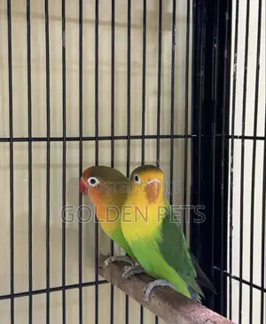 Lovebird Pairs